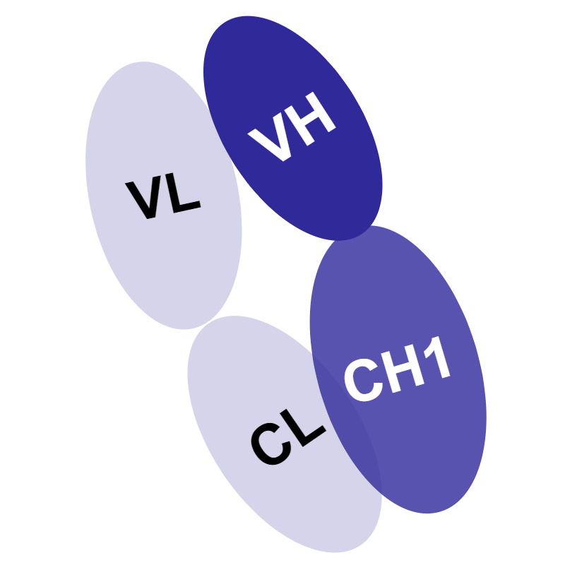 Antibody fragment showing the variable part and constant heavy domain 1 from both light and heavy chains (VH + CH1 and VL + CL).